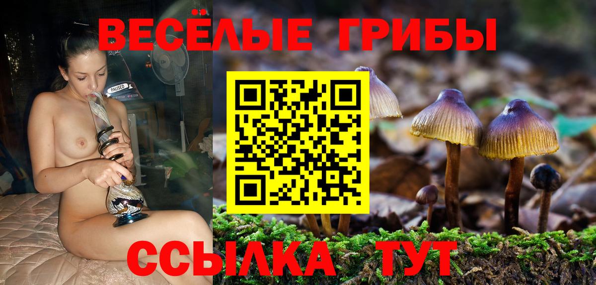 Галлюциногенные грибы Psilocybe Зима